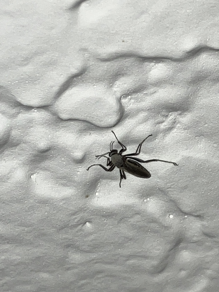 Nilobezzia schwarzii