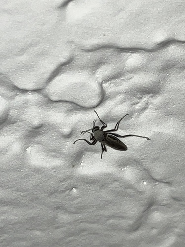 Nilobezzia schwarzii