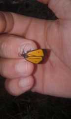 Paratype univitta