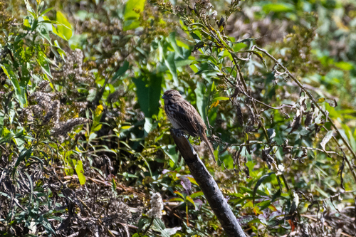 Eastern Song Sparrow photographed in Vermont