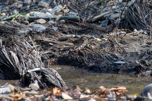 Eastern Song Sparrow photographed in Vermont