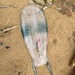 Twin-sailed Salp - Photo (c) lgarney, some rights reserved (CC BY-NC)