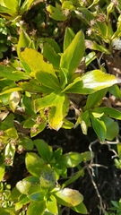 Traversia baccharoides