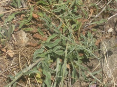 Convolvulus cantabrica