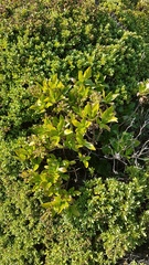 Traversia baccharoides