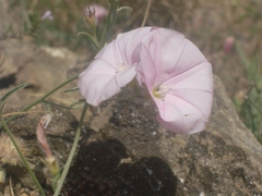 Convolvulus cantabrica