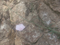Convolvulus cantabrica
