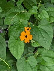 Thunbergia alata image