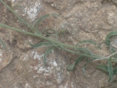 Convolvulus cantabrica