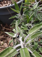Osmia ribifloris ribifloris