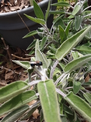 Osmia ribifloris ribifloris