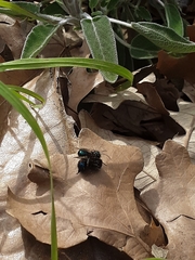 Osmia ribifloris ribifloris