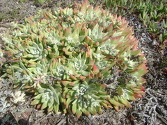 Dudleya greenei