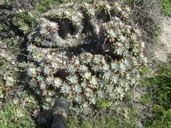 Dudleya greenei