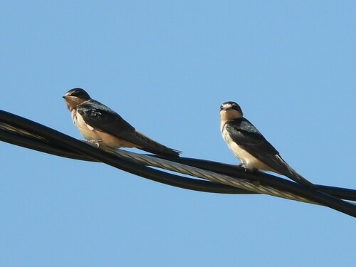 Barn Swallow
