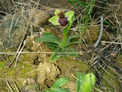 Ophrys bombyliflora
