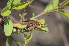 Polistes oculatus