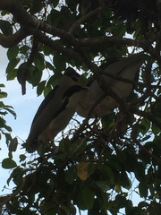 Nycticorax nycticorax