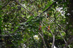 Passiflora ligularis