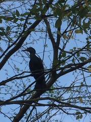 Phalacrocorax fuscicollis