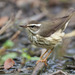 Louisiana Waterthrush - Photo (c) Greg Lasley, some rights reserved (CC BY-NC), uploaded by Greg Lasley