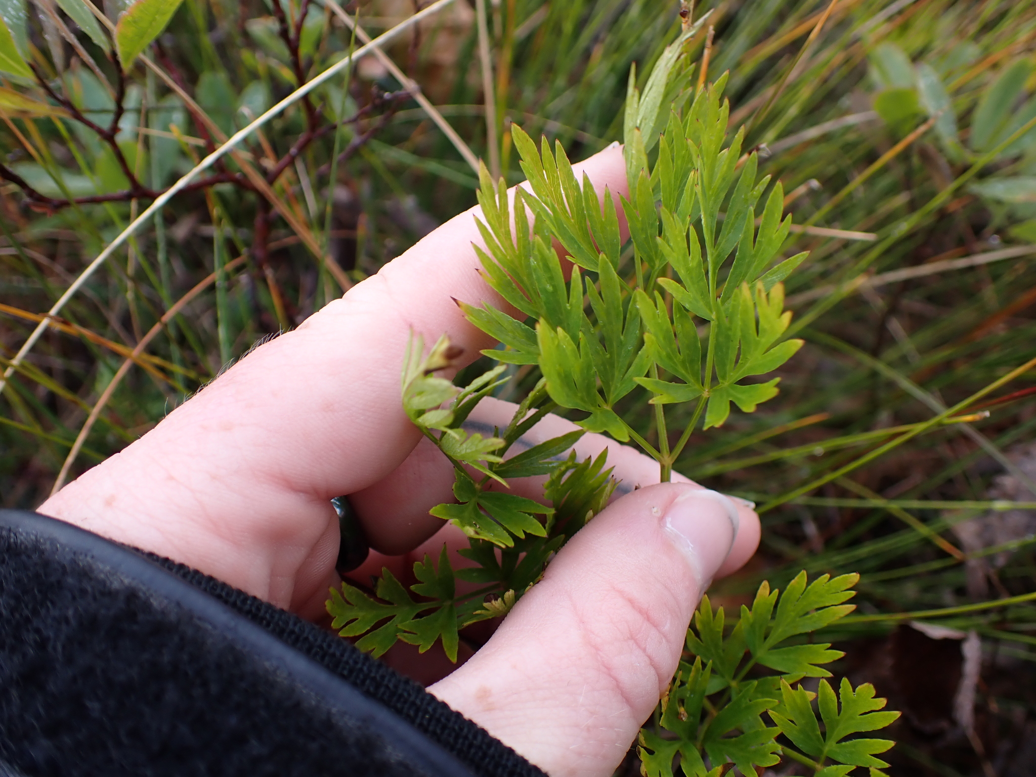 Calder's Lovage (Ligusticum calderi)