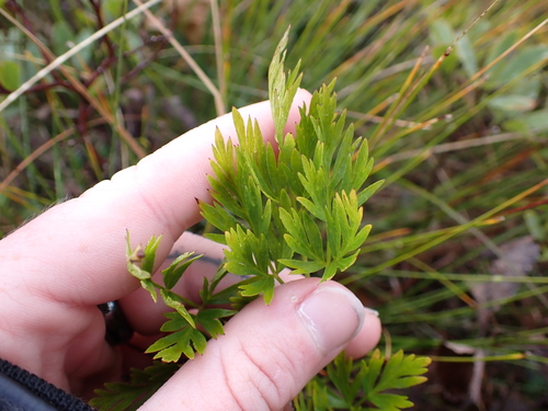 Image of Ligusticum calderi by (c) Aiva Noringseth, some rights reserved (CC BY)