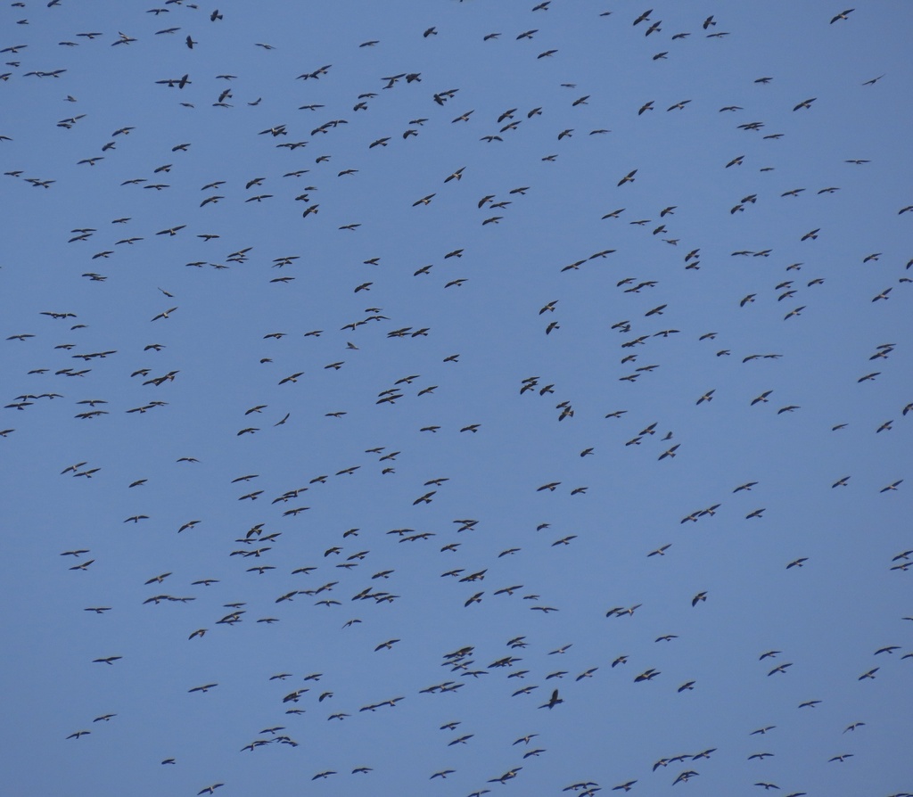 Mississippi Kite from Darien, PA on April 9, 2023 at 04:50 PM by Irene ...