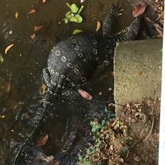 Varanus salvator salvator