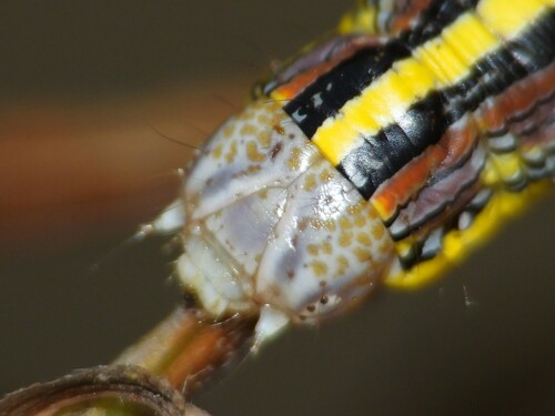 Asteroid Moth photo 6