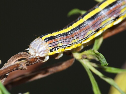 Asteroid Moth photo 5