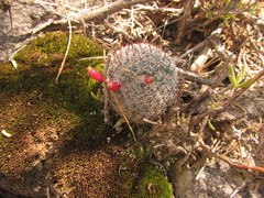 Mammillaria haageana