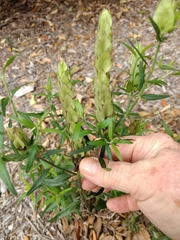 Yeatesia platystegia
