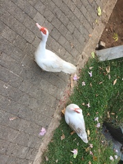 Cairina moschata domestica