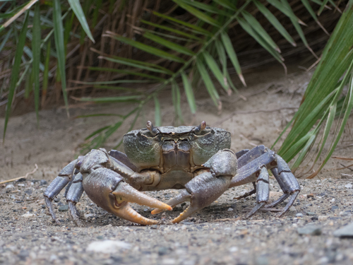 Potamon hippocratis