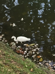 Egretta garzetta