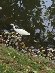 Egretta garzetta