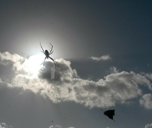 Yellow garden spider