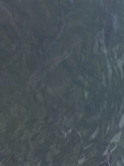 Actinopterygii