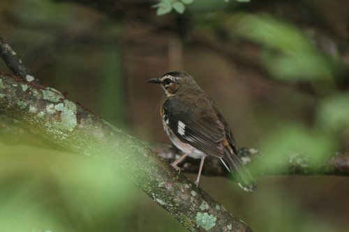 Bearded Scrub Robin (Tychaedon quadrivirgata), photo 10