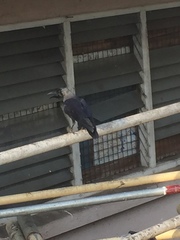 Corvus splendens