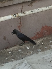 Corvus splendens