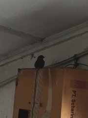 Passer domesticus