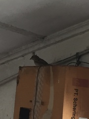 Passer domesticus