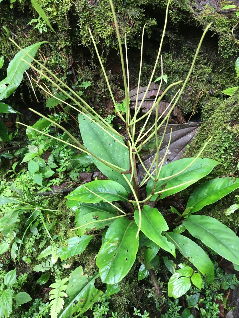 Peperomia striata