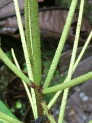 Peperomia striata
