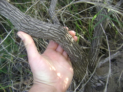 Castilleja hololeuca