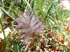 Ptilotus manglesii
