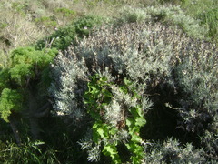 Castilleja hololeuca