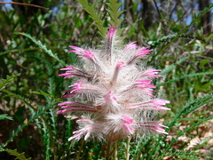 Ptilotus manglesii